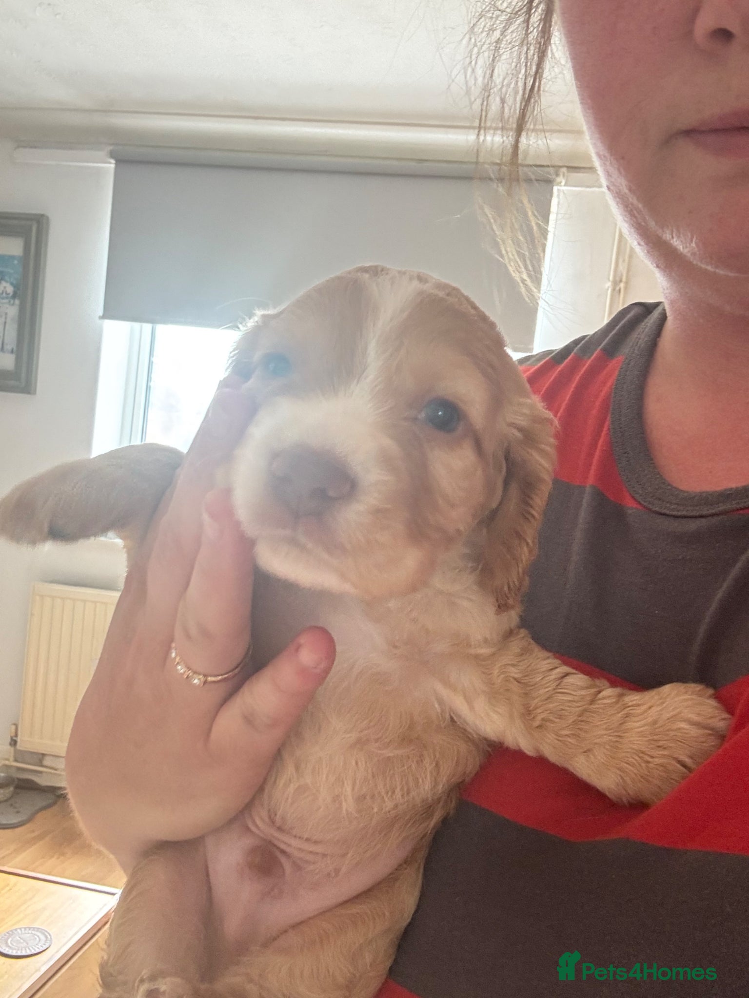 Cocker Spaniel dogs Chucky Spaniel Pups  - Advert 17