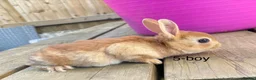 Rex rabbits for sale: 🐰 5 week old Pure bred mini Rex 🐰  - Advert 9