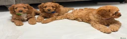 Cavapoo dogs for sale: 5⭐️licensed Breeder, outstanding F1 cavapoo’s  - Advert 13