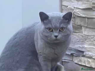 British Shorthair cats British short haired Female - Advert 8