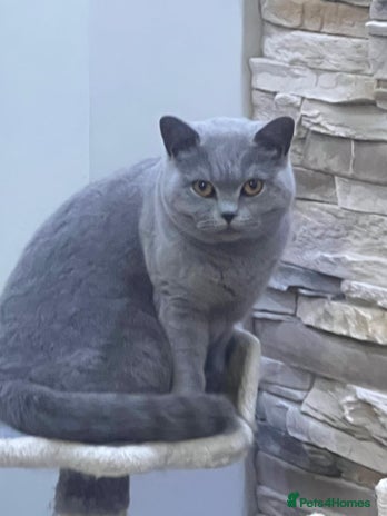 British Shorthair cats - Advert 11