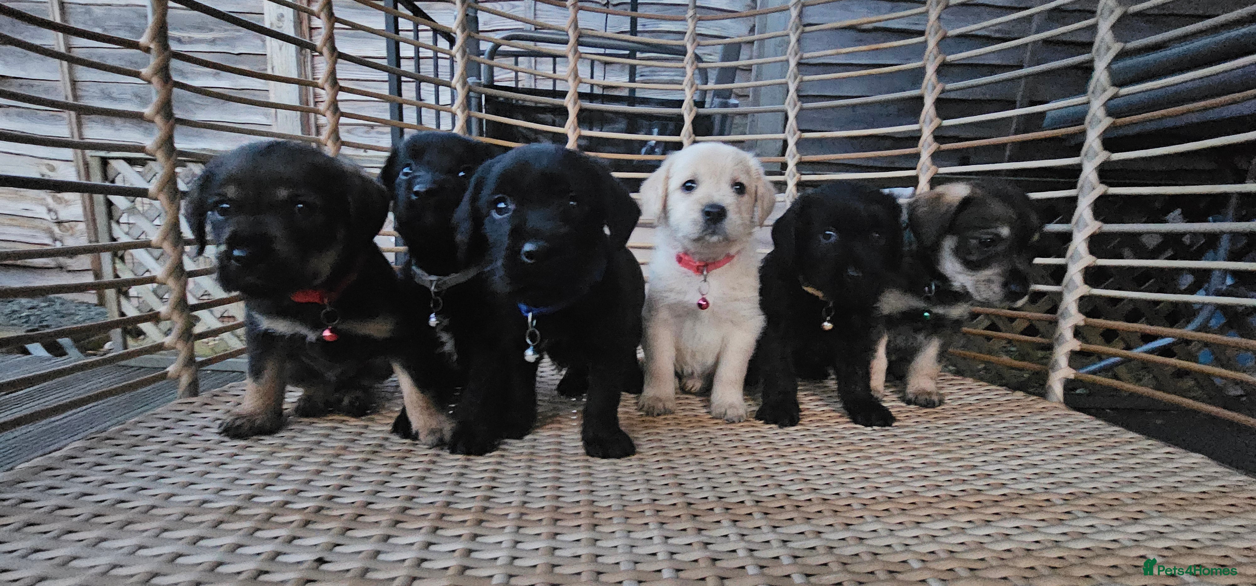 Schnoodle dogs Perfect schnoodles - Advert 14