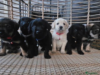 Schnoodle dogs Perfect schnoodles - Advert 9