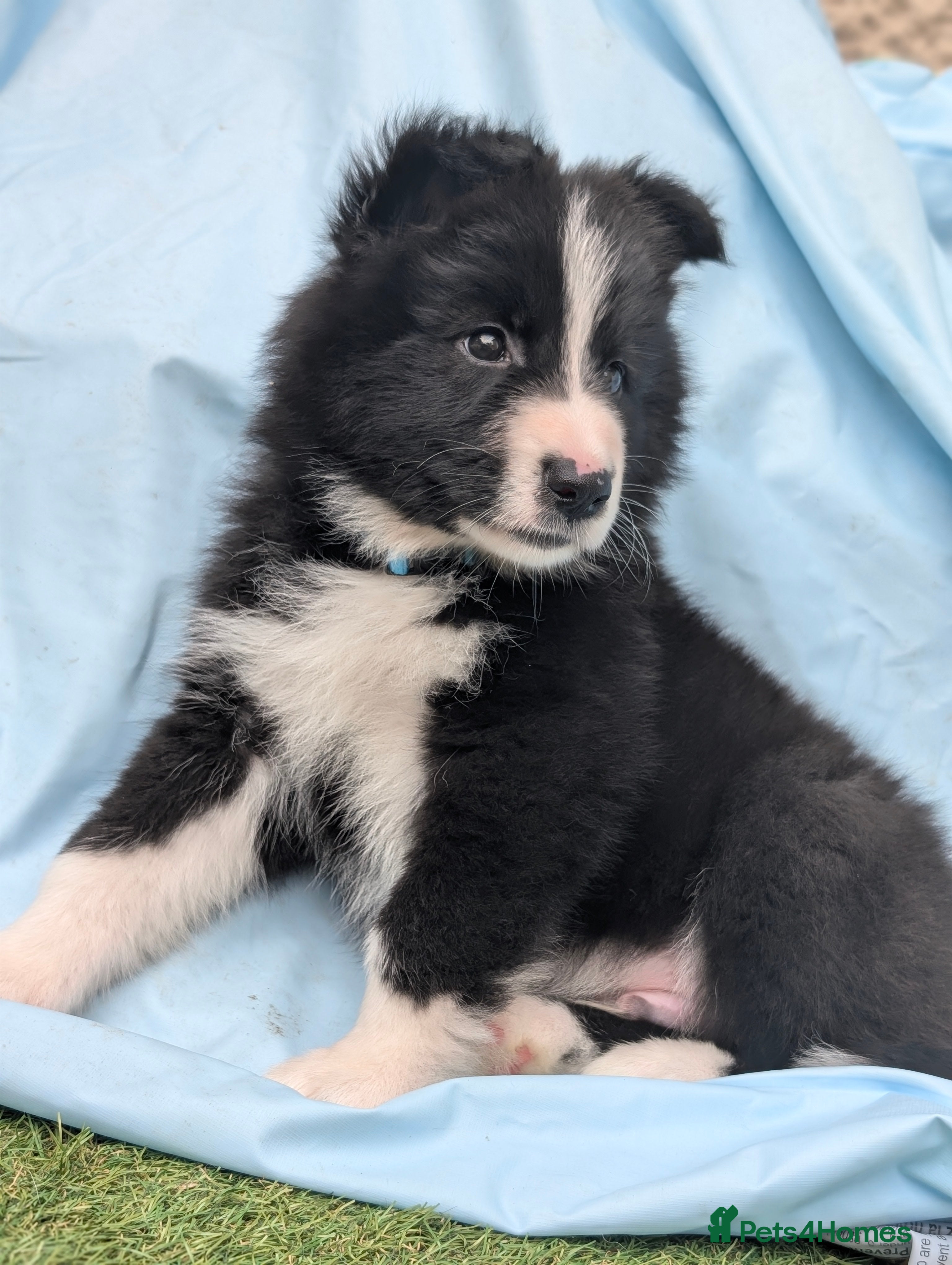 Mixed Breed dogs Only 2 Left! Swiss Shepherd x Collie x Husky pups  - Advert 7
