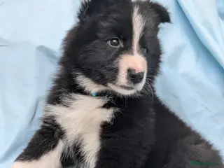 Mixed Breed dogs Only 2 Left! Swiss Shepherd x Collie x Husky pups - Advert 7