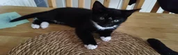 Mixed Breed cats for sale: 4 tuxedo black/white cuties looking for a home - Advert 10