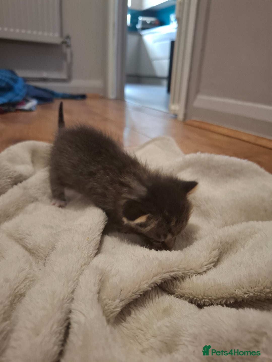 Mixed Breed cats for sale: Mixed colour kittens  - Image 3