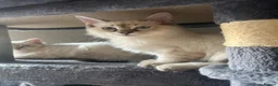 Ragdoll cats for sale: One lovely ragdoll boy  - Advert 2