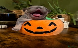 French Bulldog dogs for sale: Exclusive French Bulldog Puppies - Image 11