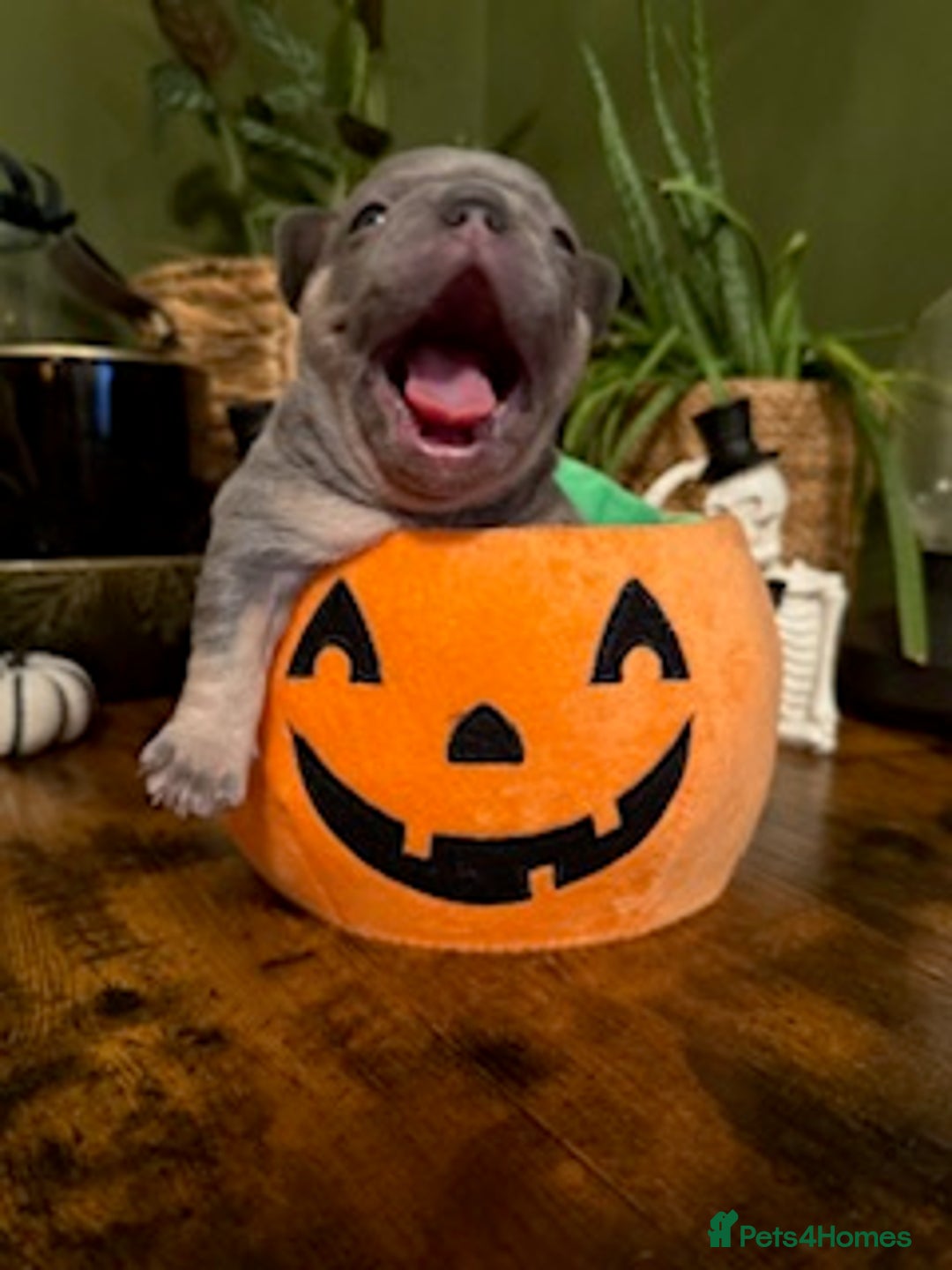 French Bulldog dogs for sale: Exclusive French Bulldog Puppies - Image 11