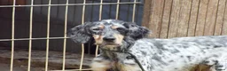 English Setter dogs for adoption: Fuet  in Worthing - Advert 3