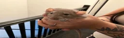 Rat rodents for sale: Adorable baby dumbo rats  - Advert 28