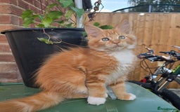 Maine Coon cats for sale: TICA registered pedigree Maincoon kittens . - Image 9