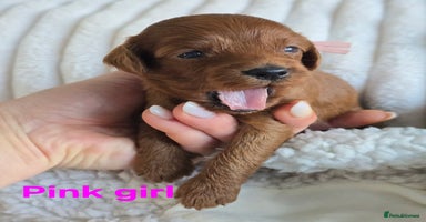 Cavapoo dogs - Advert 4