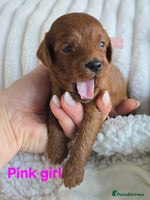 Cavapoo dogs - Advert 4