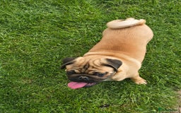 Pug dogs for sale: Stunning Apricot KC reg male pug - Image 12