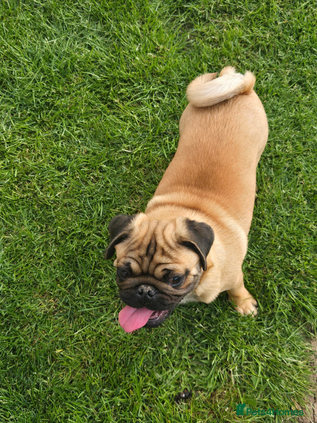 Pug dogs for sale: Stunning Apricot KC reg male pug - Image 12