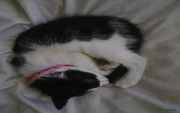 Domestic Shorthair cats for sale: Kittens ready to go - Image 4