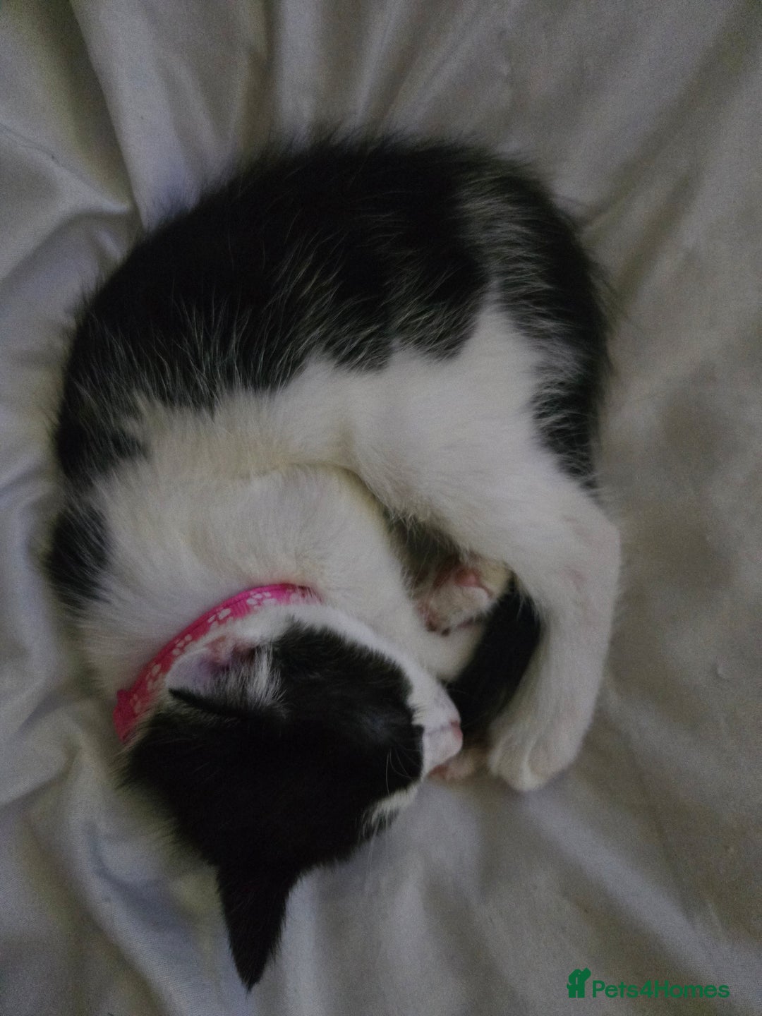 Domestic Shorthair cats for sale: Kittens ready to go - Image 4