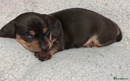 Mixed Breed dogs for sale: Adorable Daschund x spaniel pups  - Advert 32