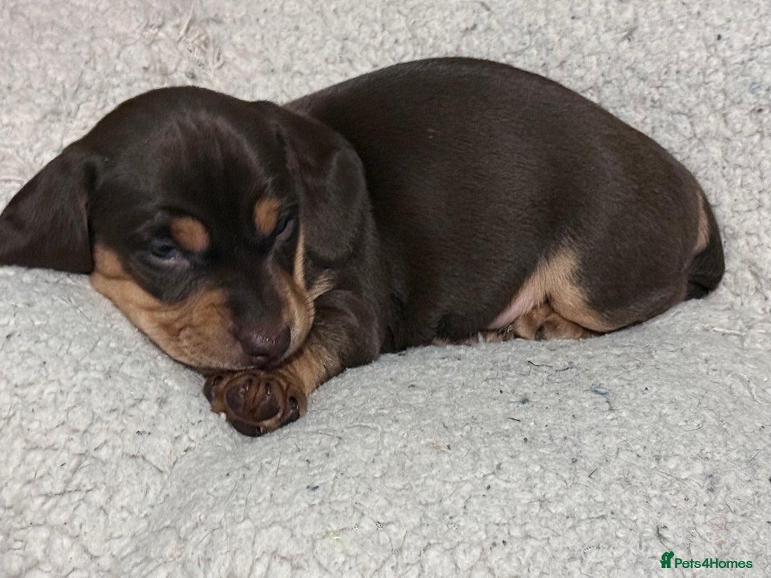 Mixed Breed dogs for sale: Adorable Daschund x spaniel pups  - Advert 32