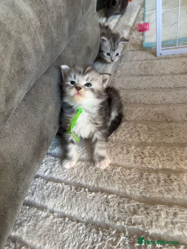 Maine coon kittens 5 still available to reserve for sale in Telford ...