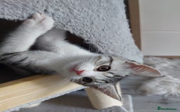Maine Coon cats for sale: Beautiful X Maine-coon kittens 😸 ♥️ 😍 ❤️ - Image 9