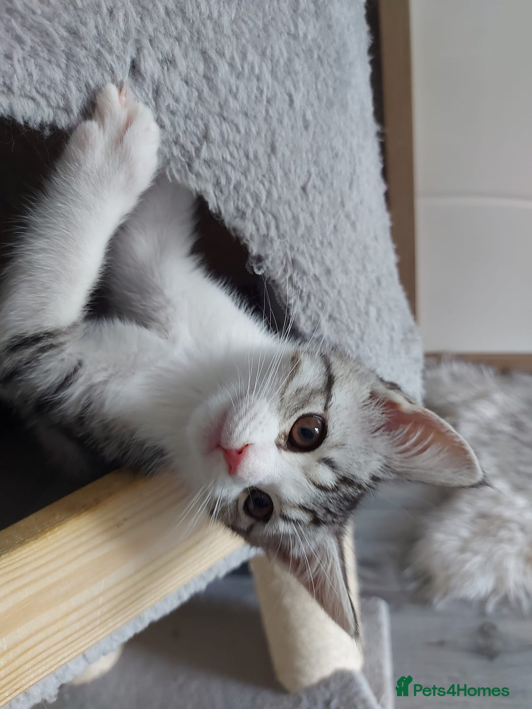 Maine Coon cats for sale: Beautiful X Maine-coon kittens 😸 ♥️ 😍 ❤️ - Image 9