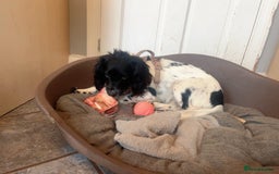 English Springer Spaniel dogs for sale: Poppy ( beautiful Angel) - Image 5