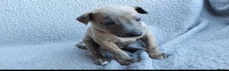 Whippet dogs for sale: KC Registered True to type whippets - Advert 11