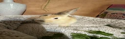 Mini Lop rabbits for sale: Mini Lop/Harlequin colours - Advert 9