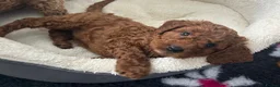 Cavapoo dogs for sale: Healthy Happy Confident Fully vaccinated Ready now - Advert 2