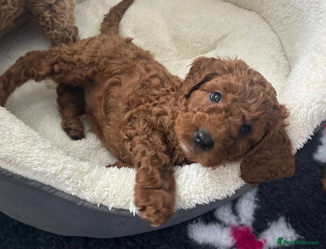 Cavapoo dogs for sale: Healthy Happy Confident Fully vaccinated Ready now - Advert 2