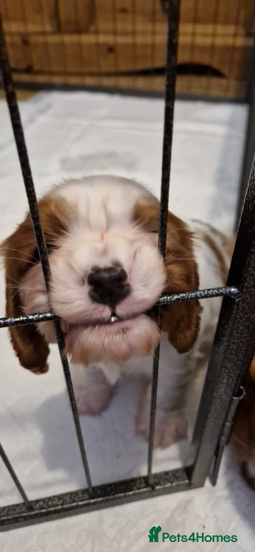 Cavalier King Charles Spaniel dogs for sale: ✨ Gorgeous Puppy Ready for a Loving Home ✨ - Advert 11