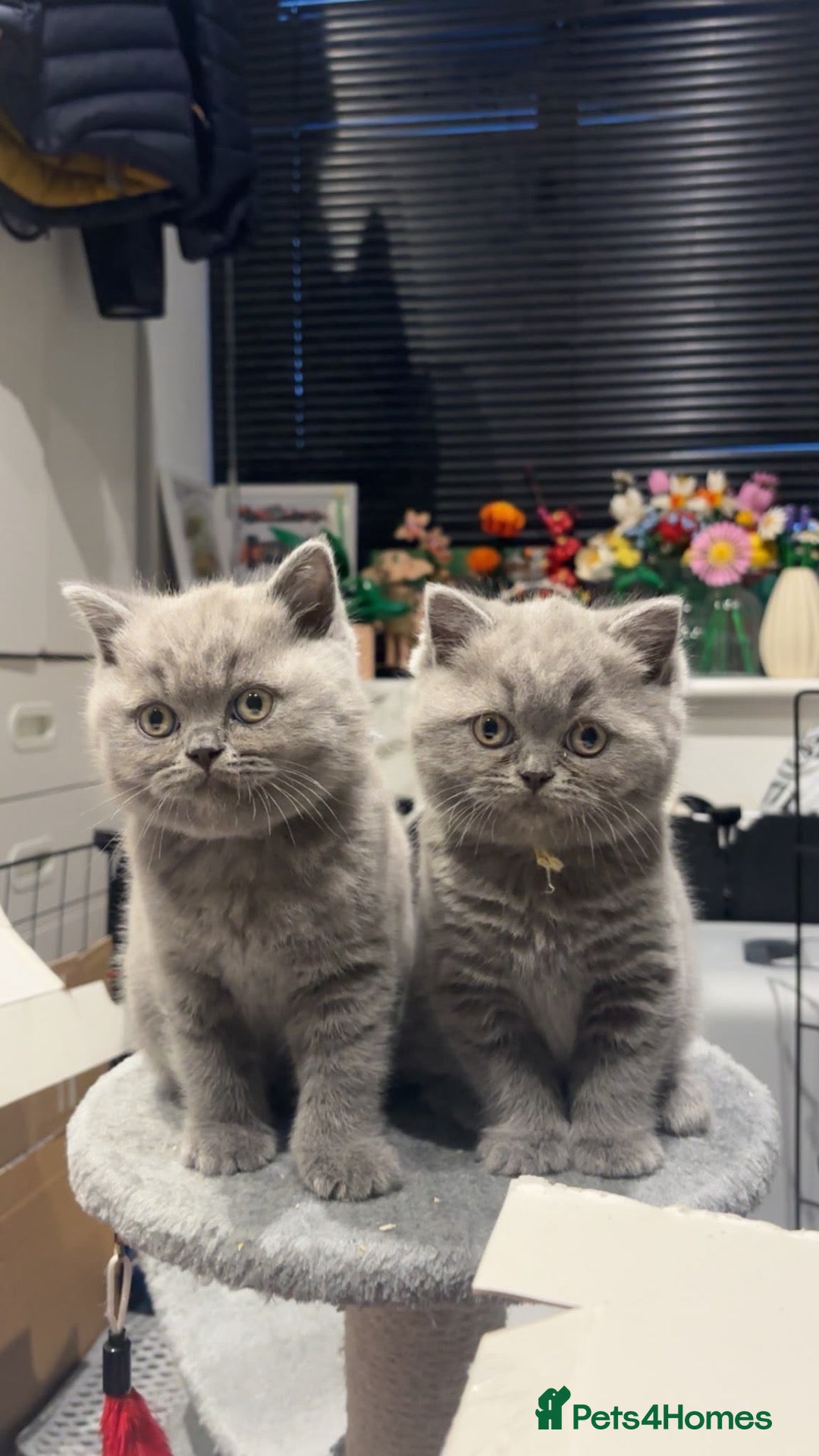 British Shorthair cats BSH beautiful Kittens 💗💙💗💙 - Advert 17
