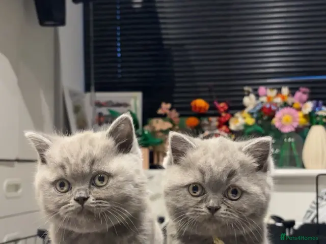 British Shorthair cats for sale: BSH beautiful Kittens 💗💙💗💙 - Advert 13