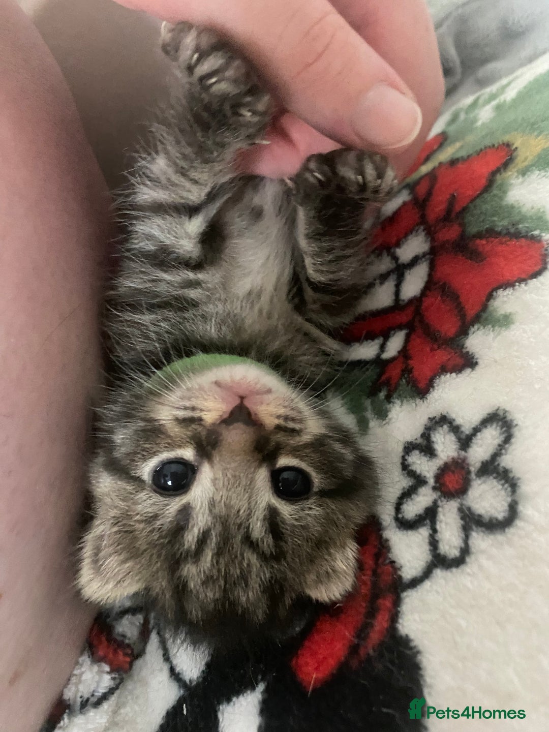 Mixed Breed cats for sale: 2 girl long haired tabby kittens  - Image 1
