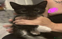 British Longhair cats for sale: Gorgeous long and shorted haired ready now 🩷💙 - Image 4