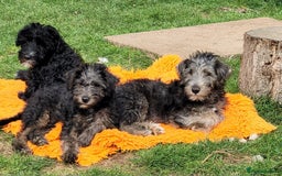 Mixed Breed dogs for sale: Fox Terrier × Australian Labradoodle Pups Sale - Image 1