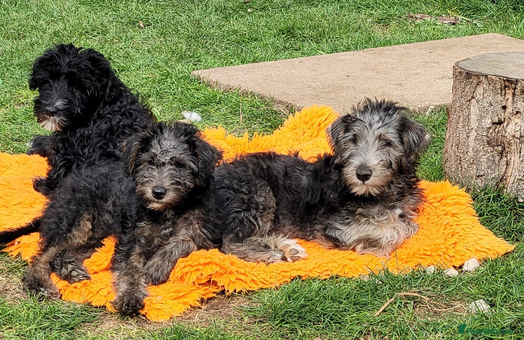 Mixed Breed dogs for sale: Fox Terrier × Australian Labradoodle Pups Sale - Image 1