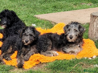 Mixed Breed dogs - Advert 6