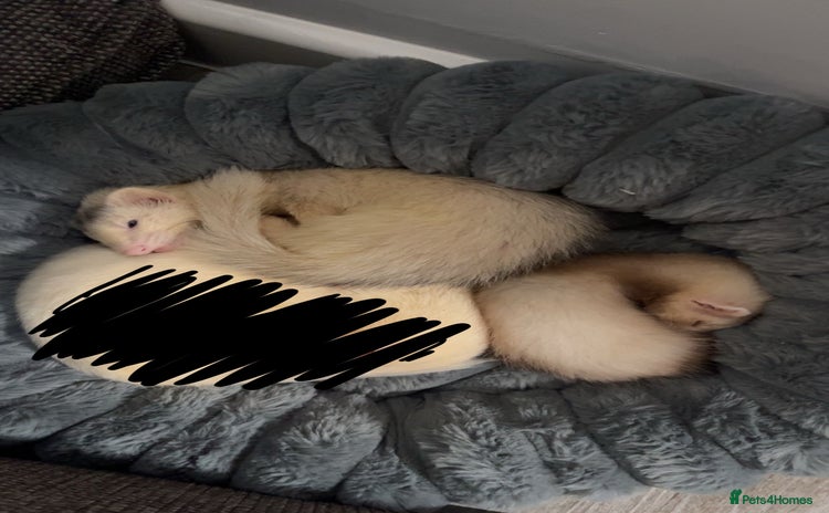 Ferret rodents - Advert 1