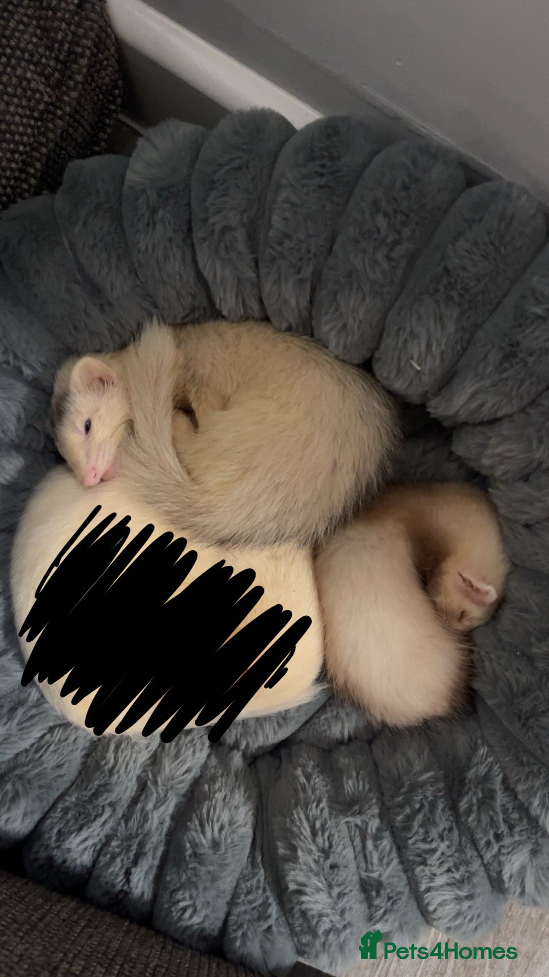 Ferret rodents for sale: 1 hob and 1 jill  - Image 1