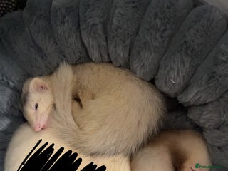 Ferret rodents - Advert 2