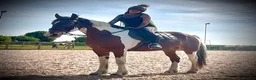 Irish Cob horses for sale: 15.2hh cob gelding in Gainsborough - Advert 1