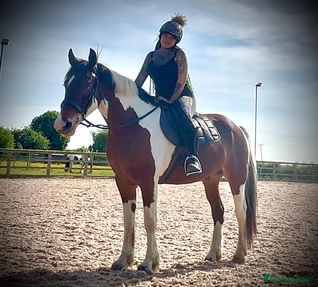 Irish Cob horses for sale: 15.2hh cob gelding in Gainsborough - Advert 1