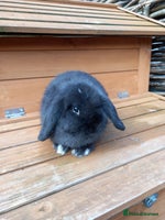 Mini Lop rabbits - Advert 5