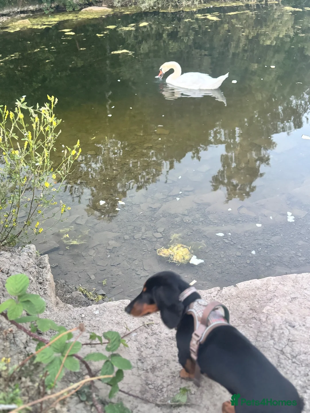 Dachshund dogs for sale: 5 month old up for sale dashhound   - Advert 2