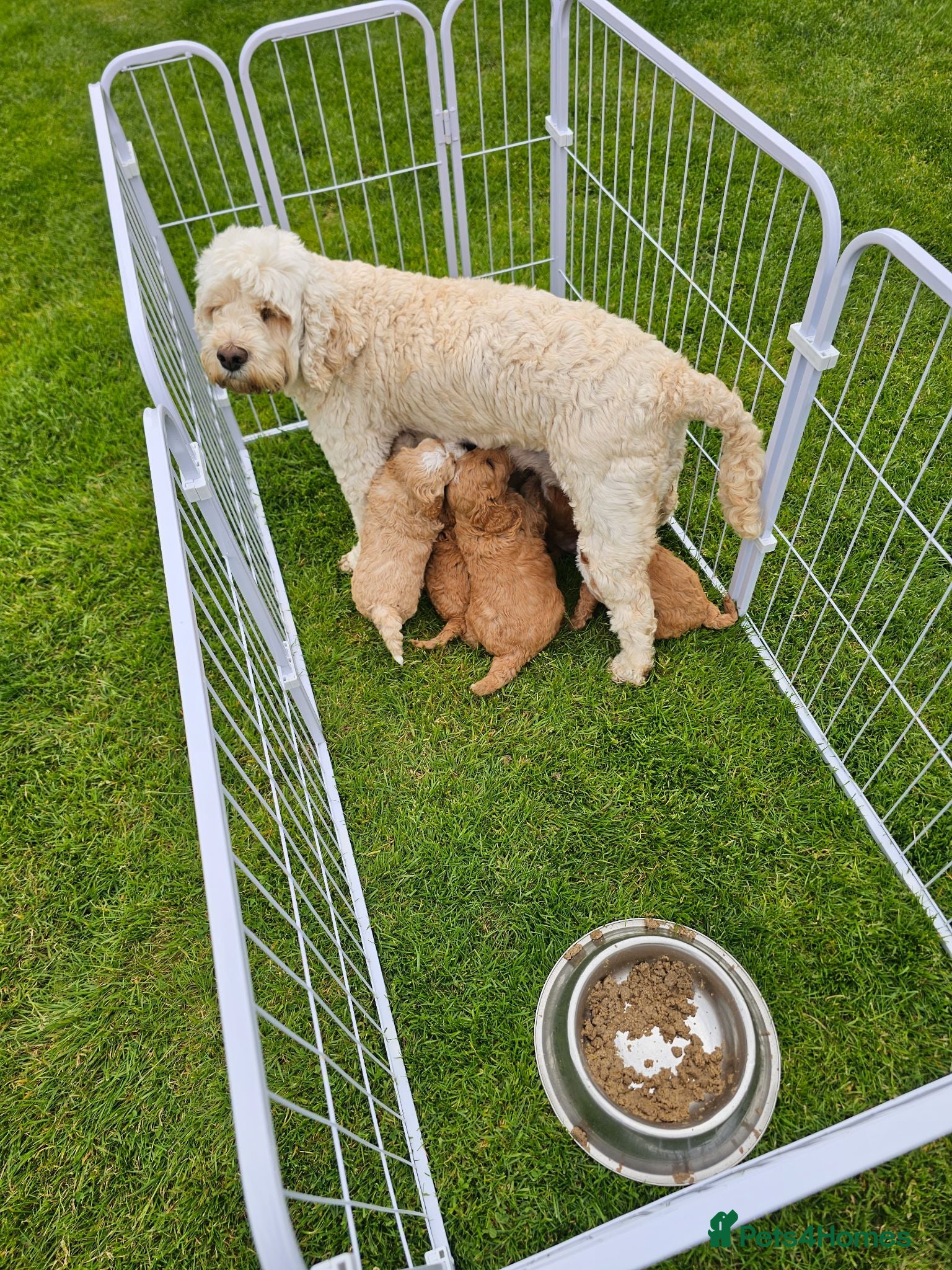 Cockapoo dogs Cockapoo puppies  - Advert 2
