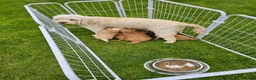 Cockapoo dogs for sale: Cockapoo puppies  in Newry - Advert 1